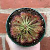 Flat Sundew - 7cm Pot Folia House