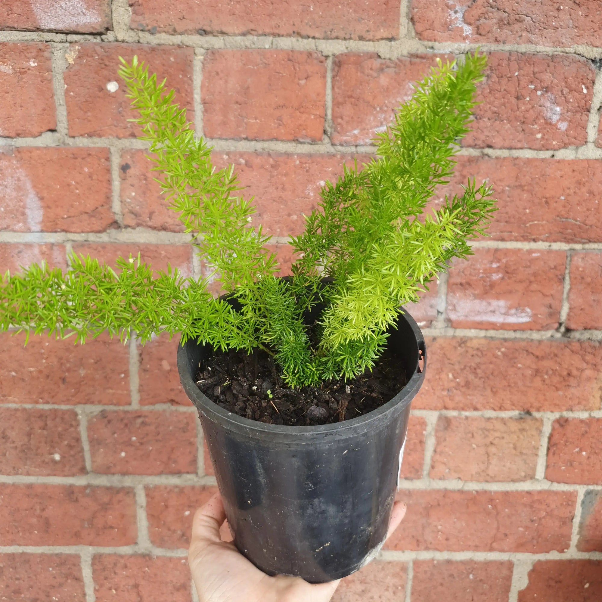 Foxtail fern (Sprenger's asparagus) - 14cm pot Folia House