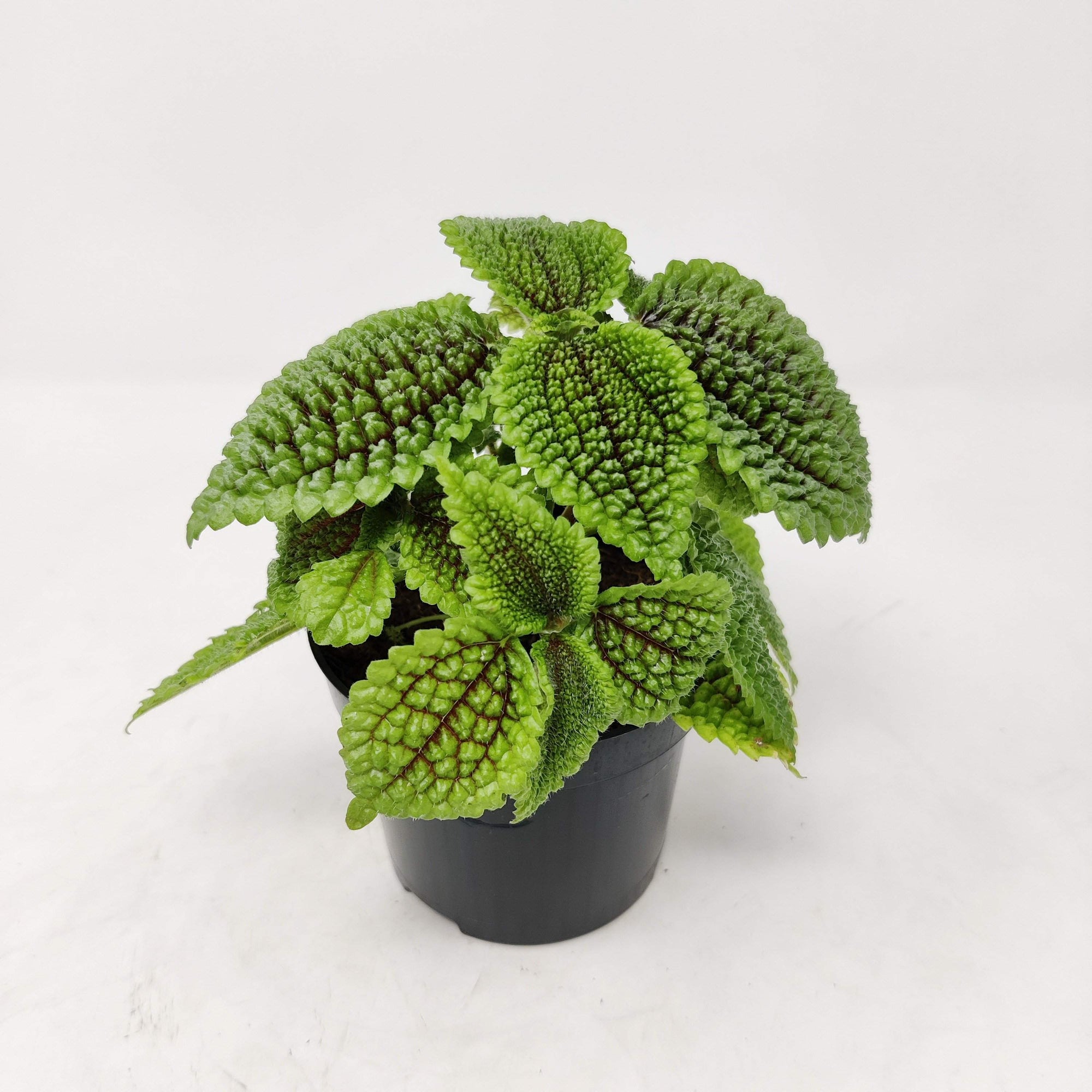 Friendship Plant (Pilea involucrata) Folia House