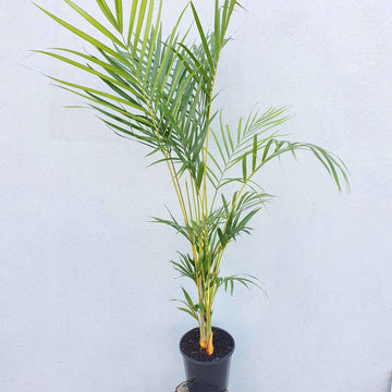 Golden Cane Palm - 20cm Pot Folia House