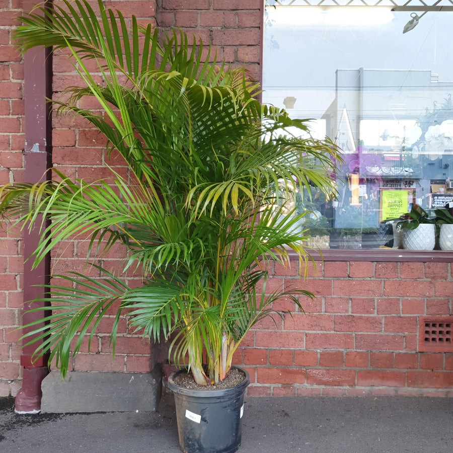 Golden Cane Palm - 30cm Pot Folia House