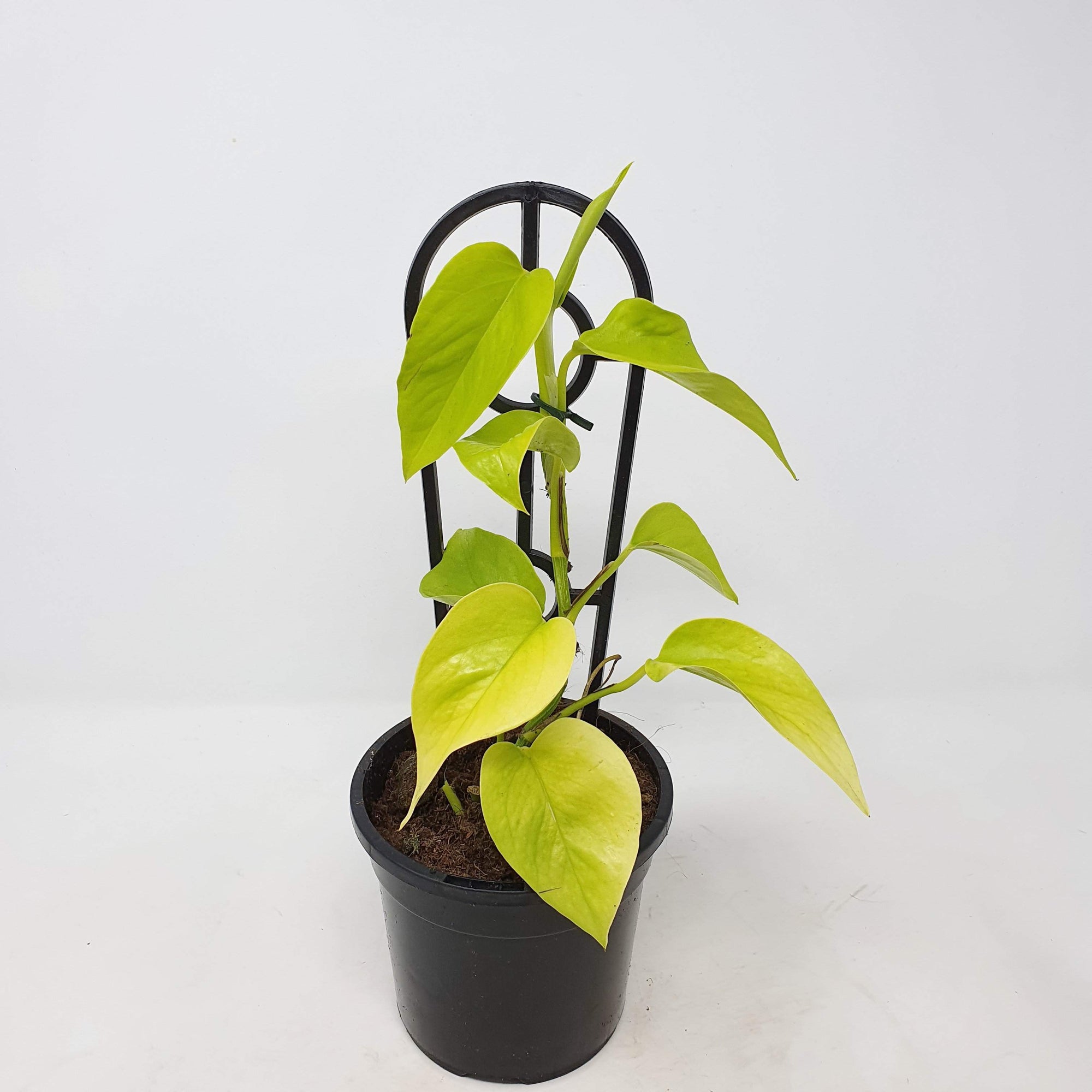 Golden Pothos (Epipremnum Aurea Goldilock) - 13cm Pot Folia House