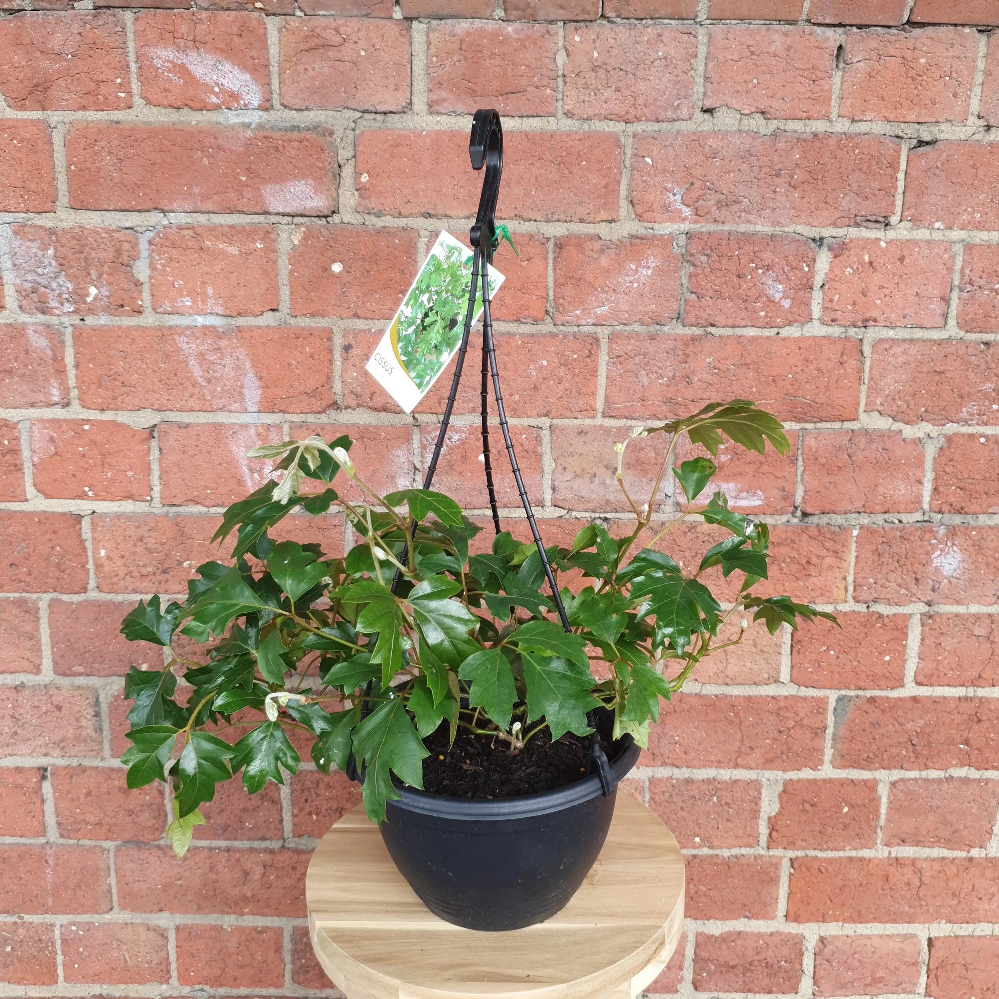 Grape Ivy (Cissus Rhombifolia Ellen Danica) - 20cm Hanging basket Folia House