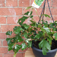 Grape Ivy (Cissus Rhombifolia Ellen Danica) - 20cm Hanging basket Folia House