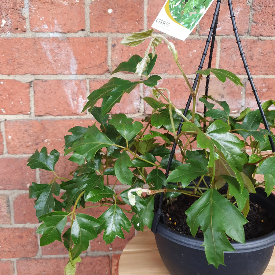 Grape Ivy (Cissus Rhombifolia Ellen Danica) - 20cm Hanging basket Folia House