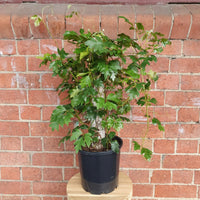 Grape Ivy (Cissus Rhombifolia Ellen Danica) - 20cm pot with totem Folia House