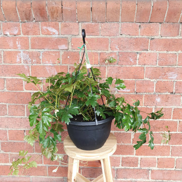 Grape Ivy (Cissus Rhombifolia Ellen Danica) - 25cm Hanging basket Folia House