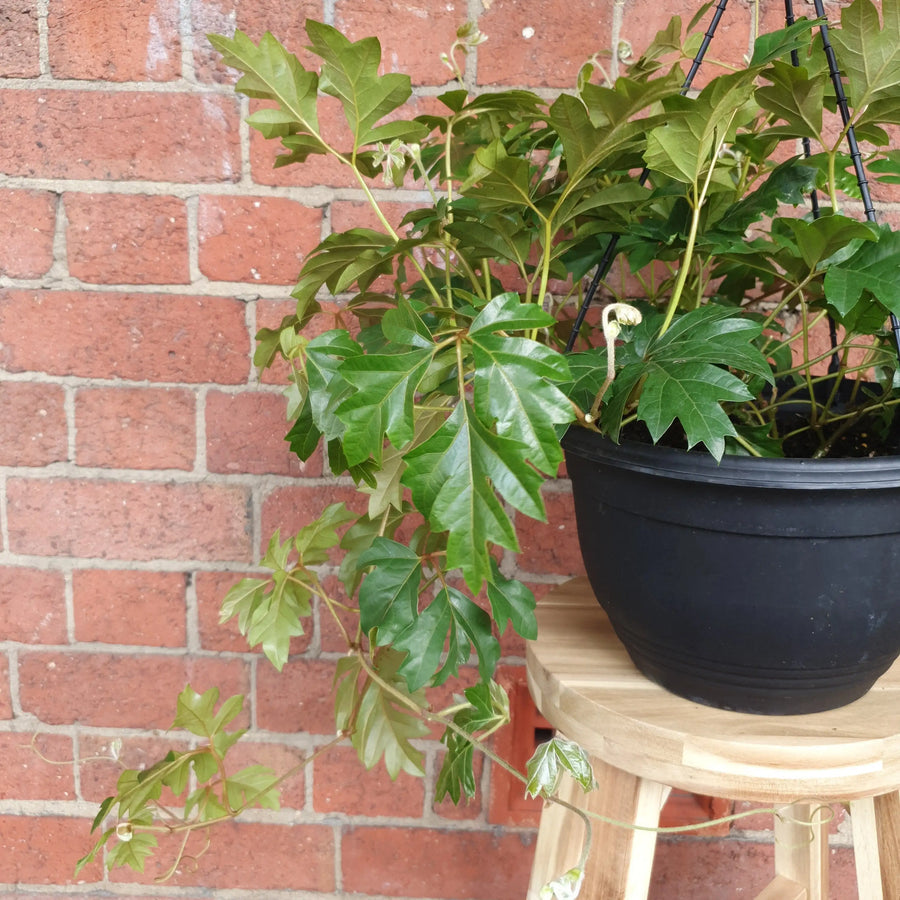 Grape Ivy (Cissus Rhombifolia Ellen Danica) - 25cm Hanging basket Folia House