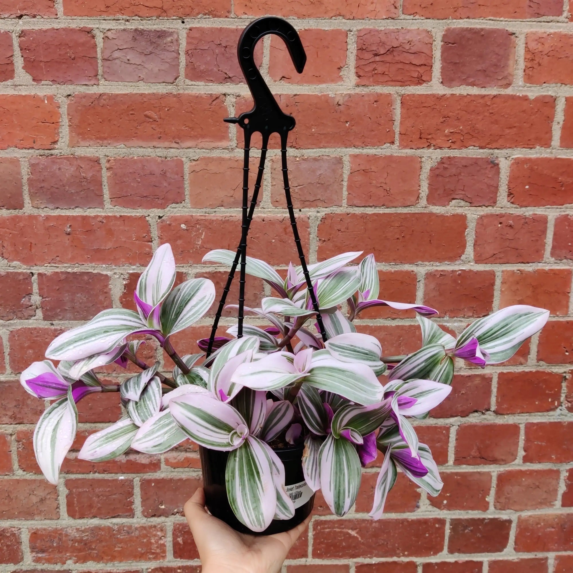 Hanging Basket Tradescantia Nanouk - 15cm pot Folia House