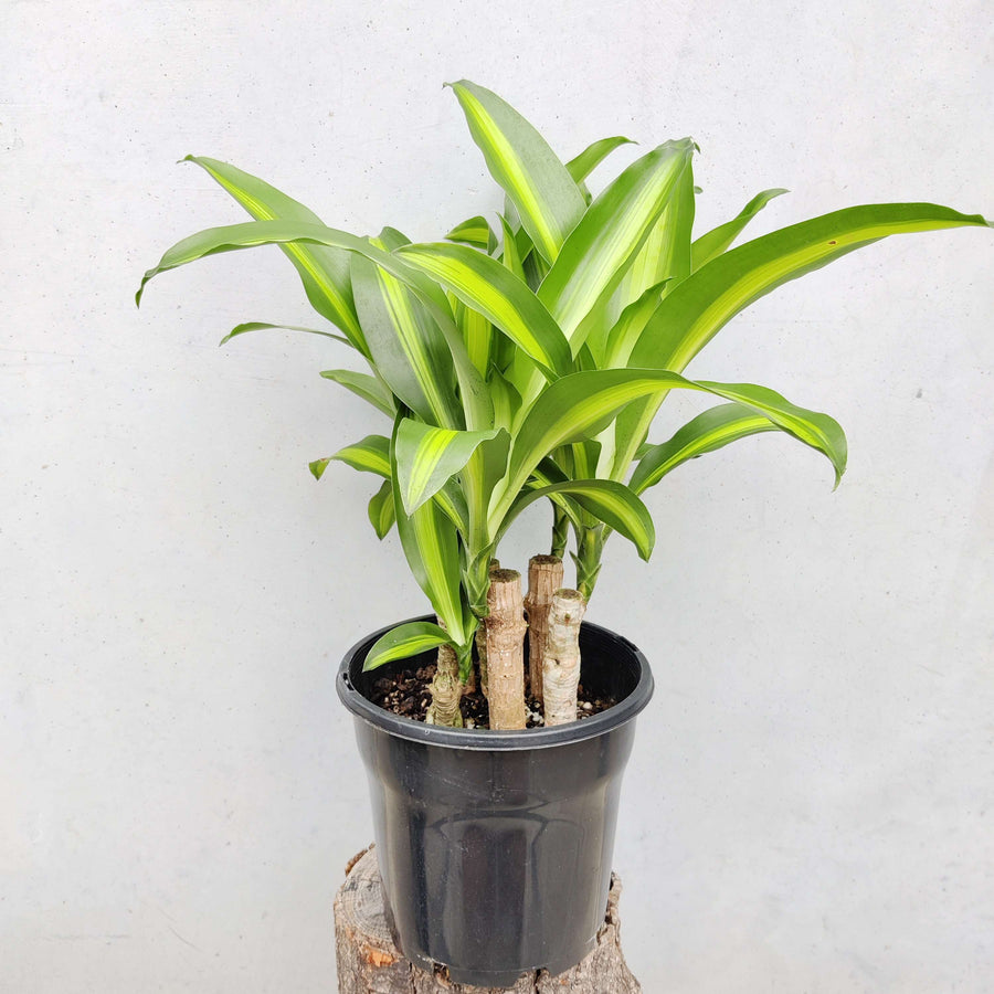 Happy Plant (Dracaena Frangans 'Massangeana') - 20 cm Pot Folia House