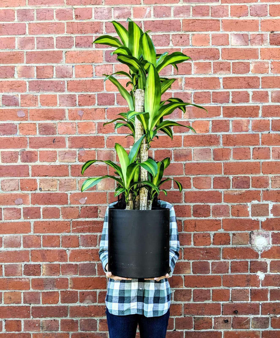 Happy Plant (Dracaena Frangans 'Massangeana') - 25 cm Pot Folia House