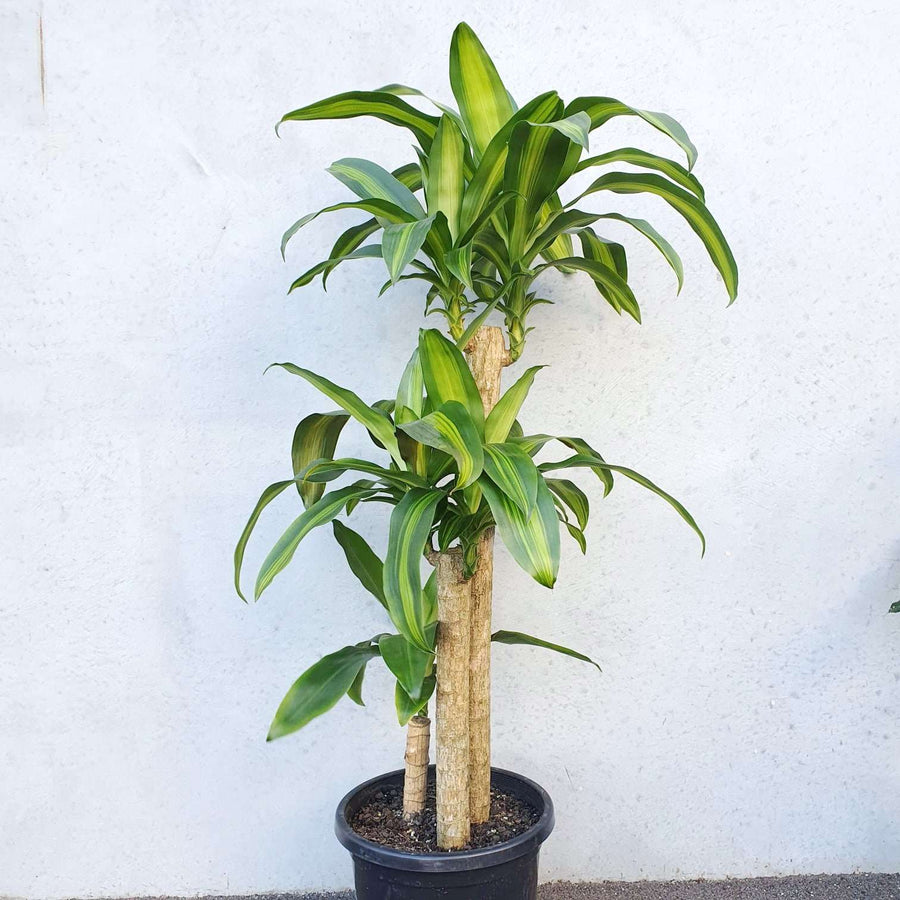 Happy Plant (Dracaena Frangans 'Massangeana') - 30cm Pot Folia House
