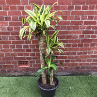 Happy Plant (Dracaena Frangans 'Massangeana') - 30cm Pot Folia House