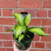 Happy Plant (Dracaena) - 13cm Pot Folia House