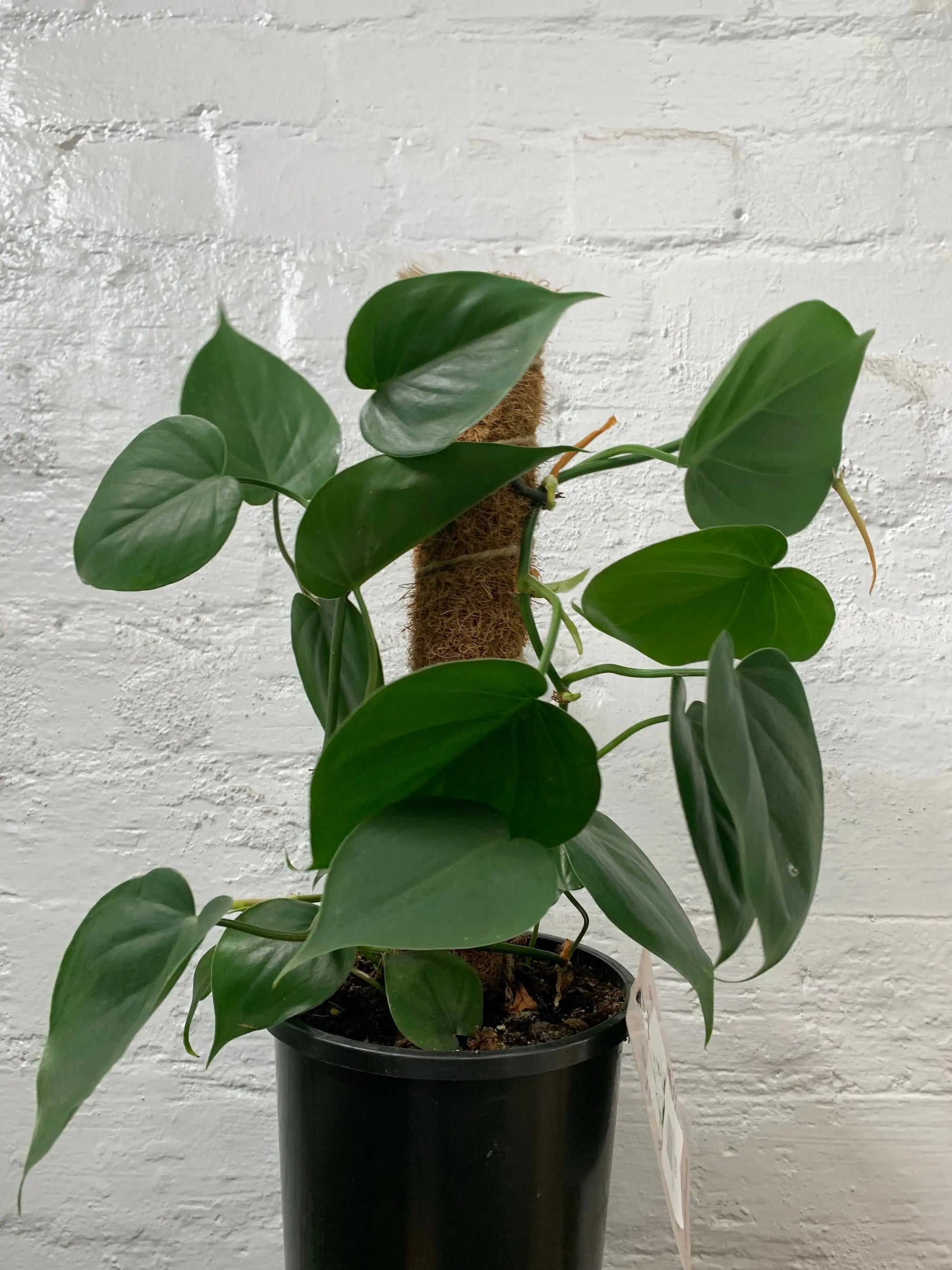 Heart Leaf Philodendron - 17cm Pot With Totem Folia House