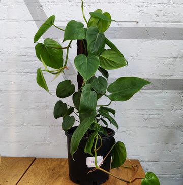 Heart Leaf Philodendron - 20cm Pot With Totem Folia House