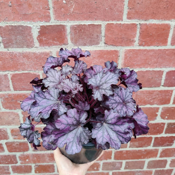 Heuchera Forever Purple - 18cm Pot Folia House