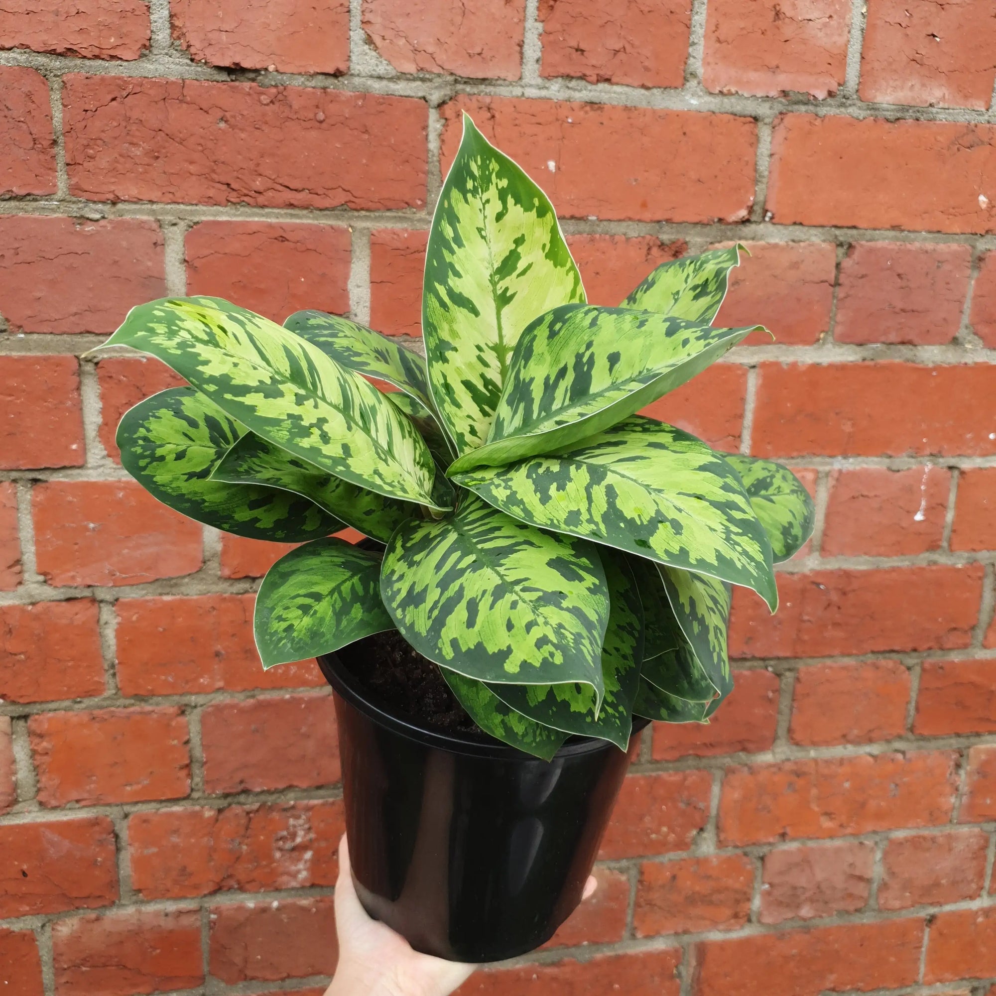 Homalomena Camouflage - 18cm pot Folia House