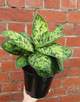 Homalomena Camouflage - 18cm pot Folia House