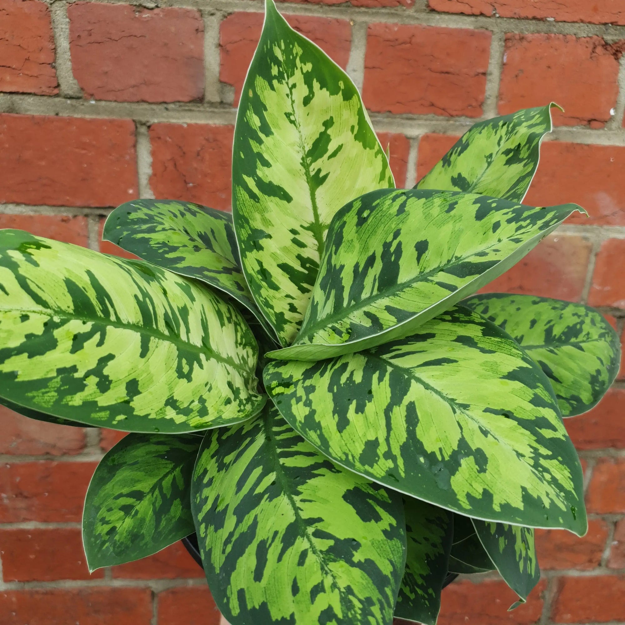 Homalomena Camouflage - 18cm pot Folia House