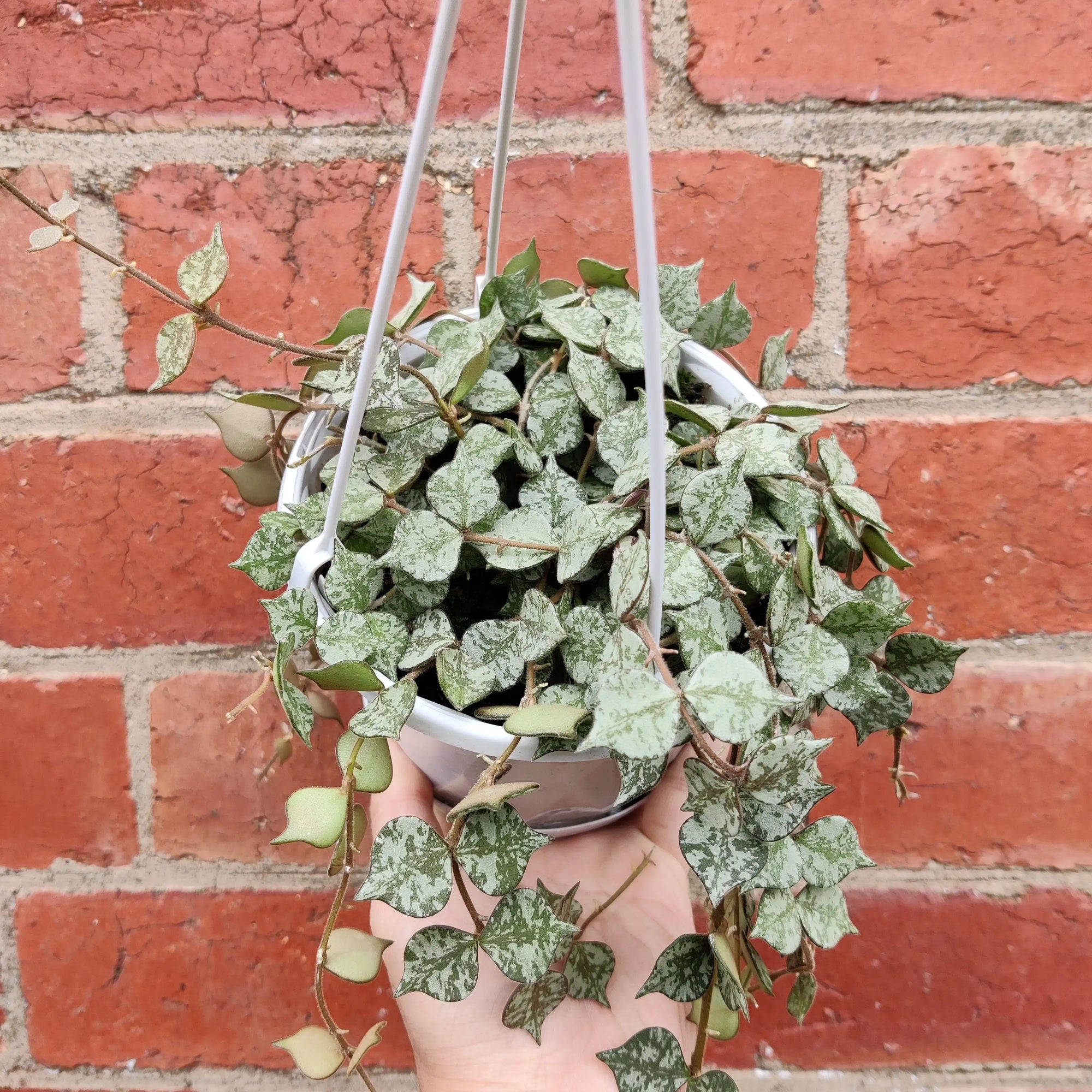 Hoya -  Curtsii 'Thailand Form' (no. 203) - 13cm Hanging Basket Folia House