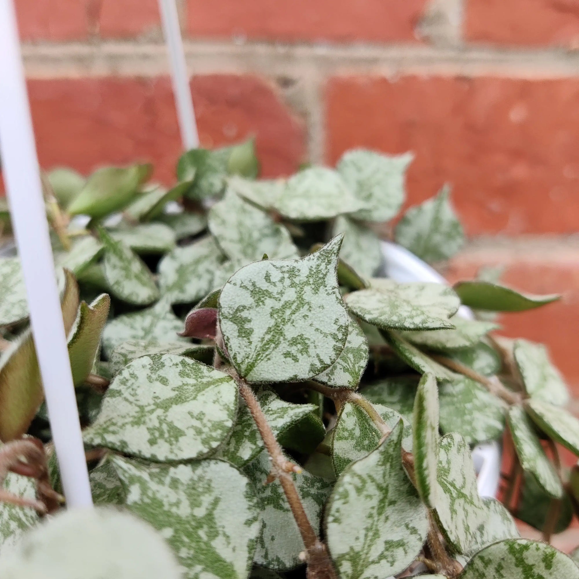 Hoya -  Curtsii 'Thailand Form' (no. 203) - 13cm Hanging Basket Folia House