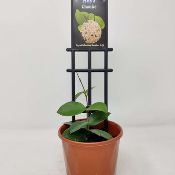 Hoya - Chouke (no. 143) Folia House