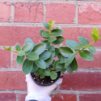 Hoya - Cumingiana (no. 63) - 10cm Pot Folia House