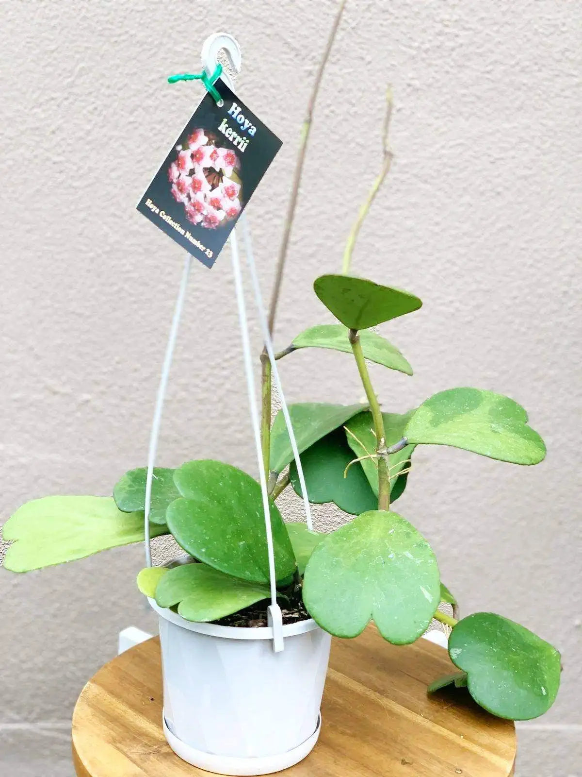 Hoya - Kerrii - 13cmHB Folia House