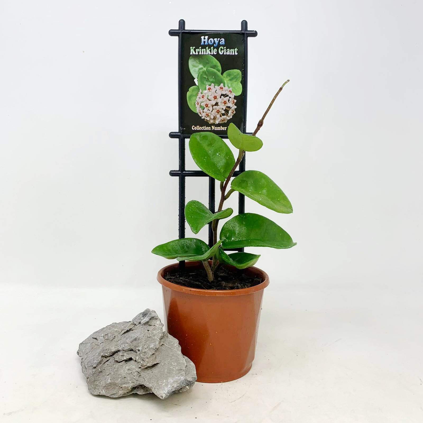 Hoya - Krinkle Giant Folia House