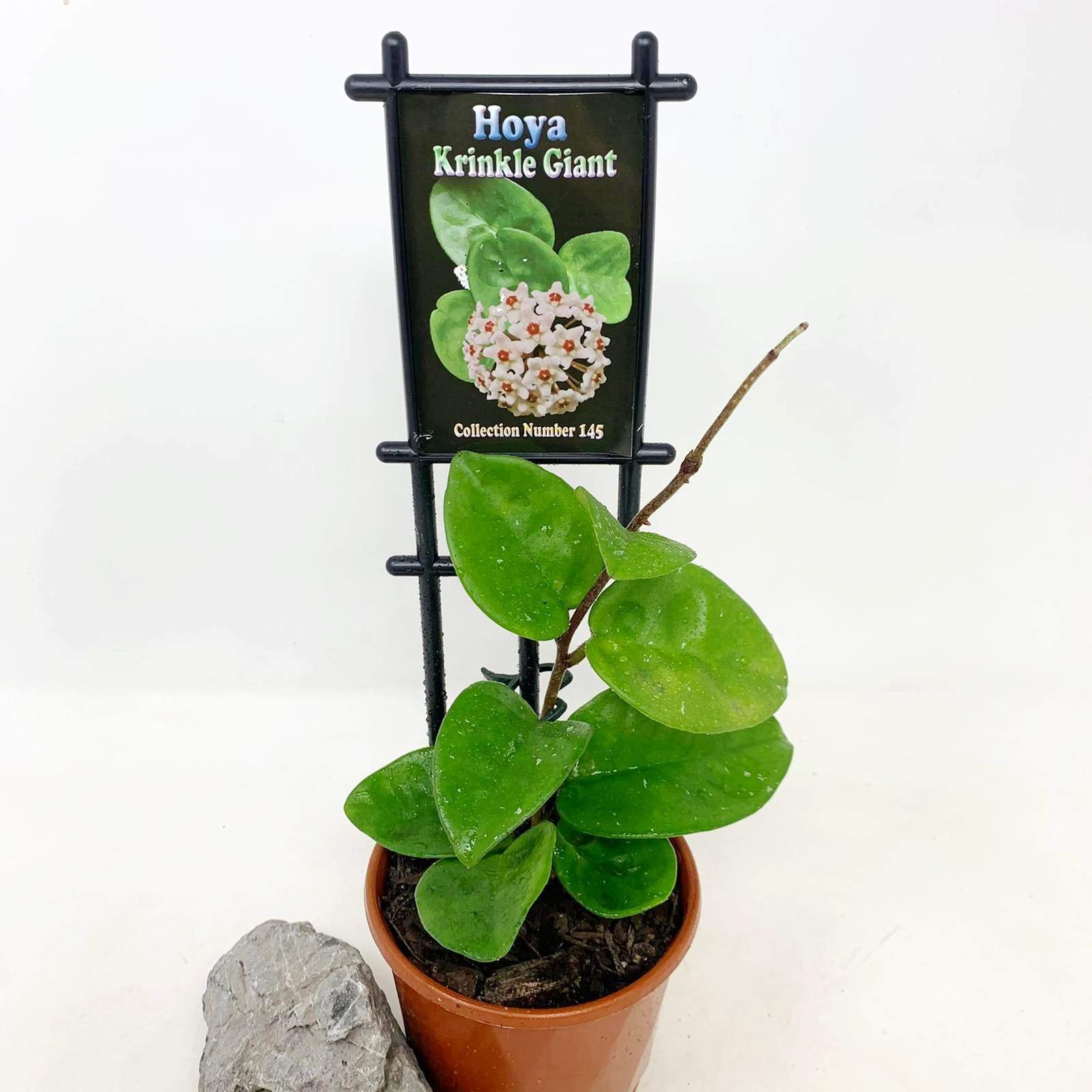 Hoya - Krinkle Giant Folia House