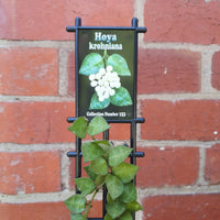 Hoya - Krohniana (no. 153) - 8cm pot Folia House