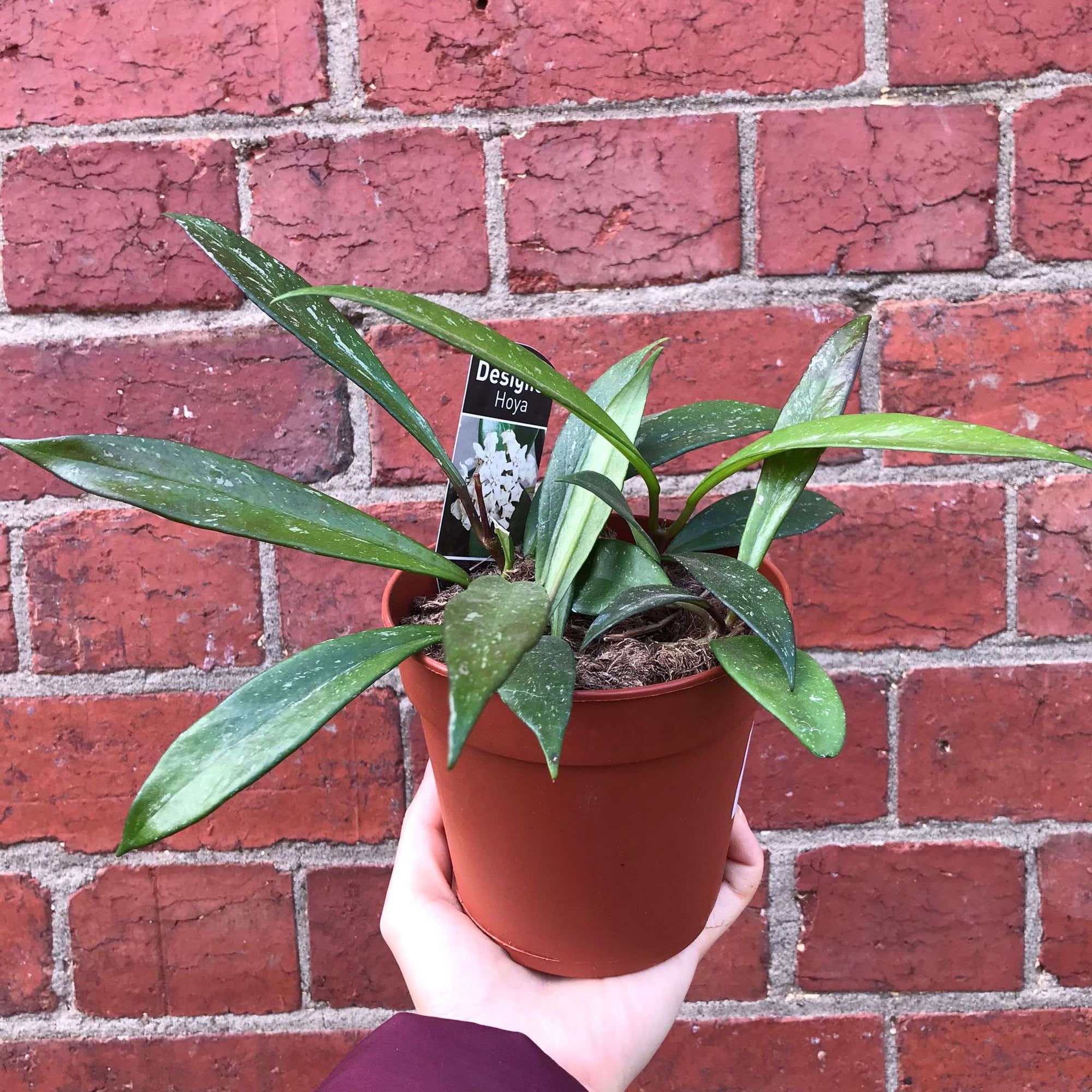 Hoya - Pubicalyx (no. 171) - 12cm pot Folia House