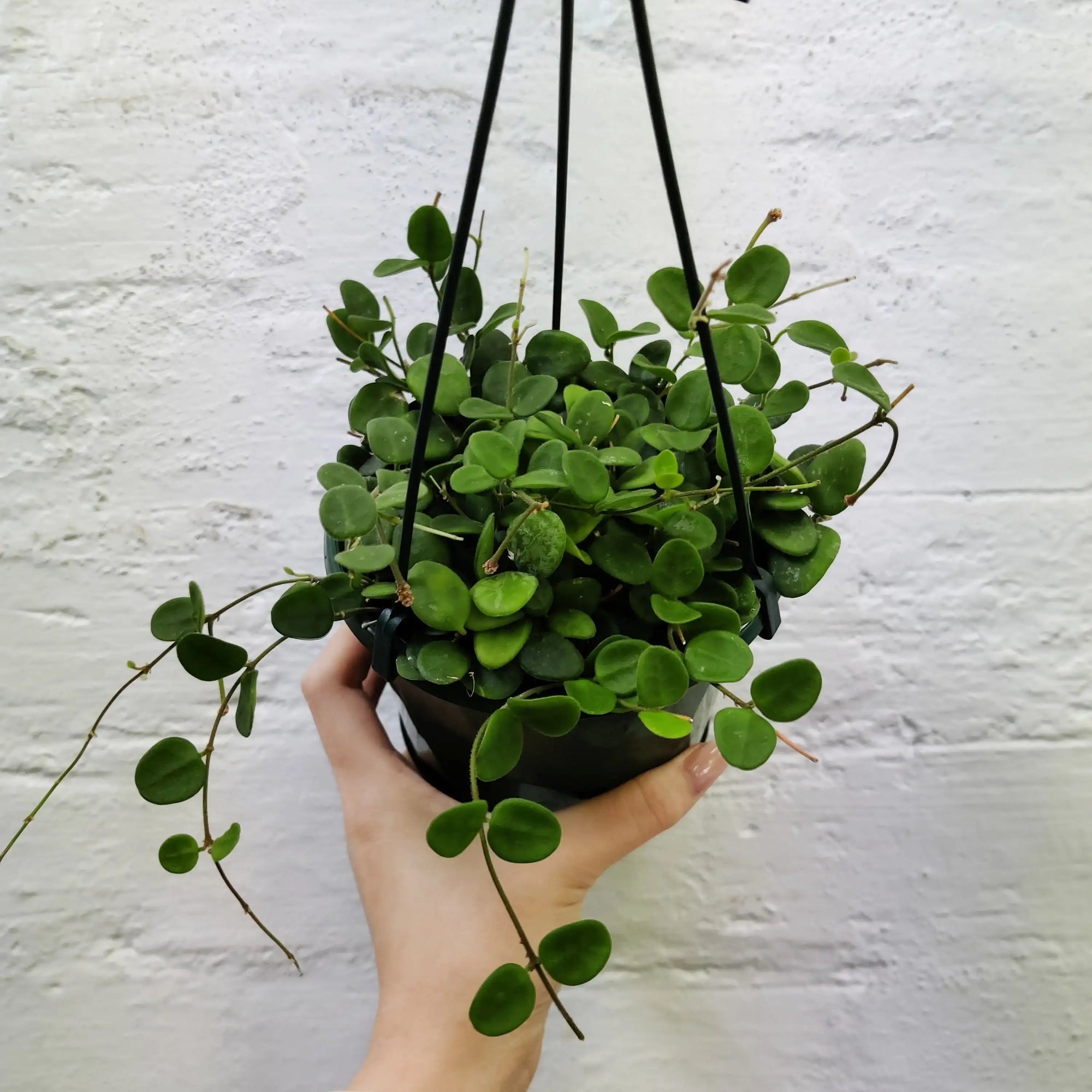 Hoya - Serpens (no. 7) - 13cm Hanging Basket Folia House