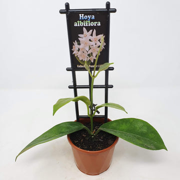Hoya - albiflora (no. 115) Folia House