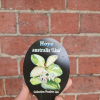 Hoya Australis Variegated - 10cm pot Folia House