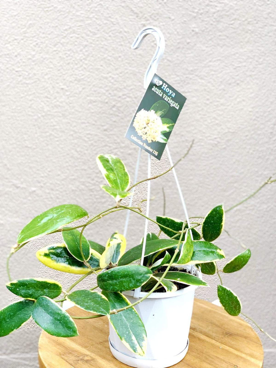 Hoya - Acuta variegata