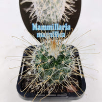 Mammillaria Magnifica - 7cm pot