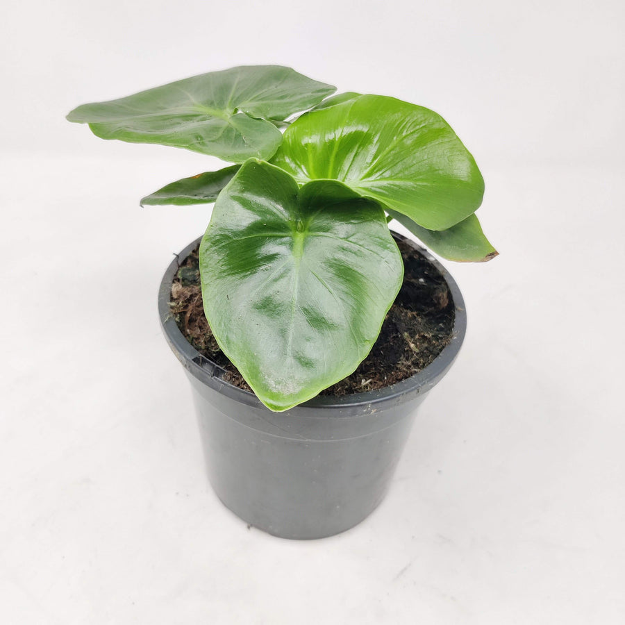 Philodendron Super Atom - 13cm Pot