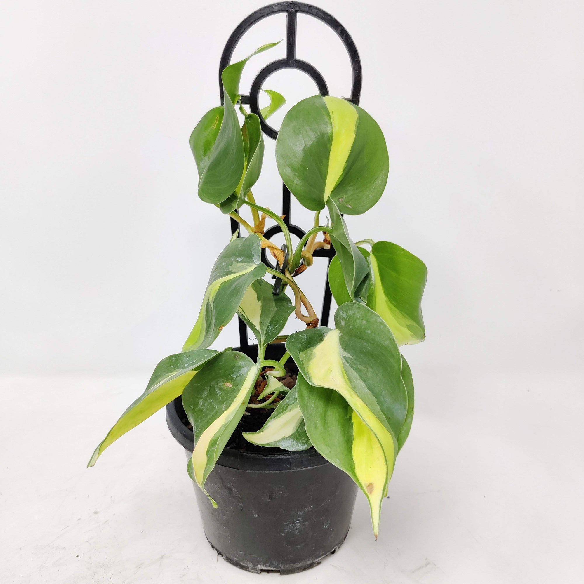 Philodendron Brasil - 13cm Pot