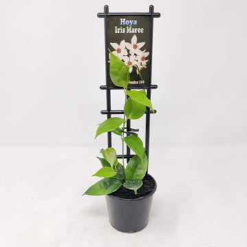 Hoya - Iris Maree (no. 100) - 8cm pot