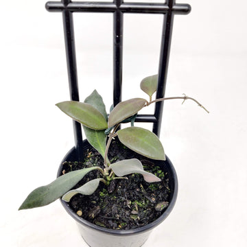 Hoya - Burtoniae (no.77) - 10cm pot