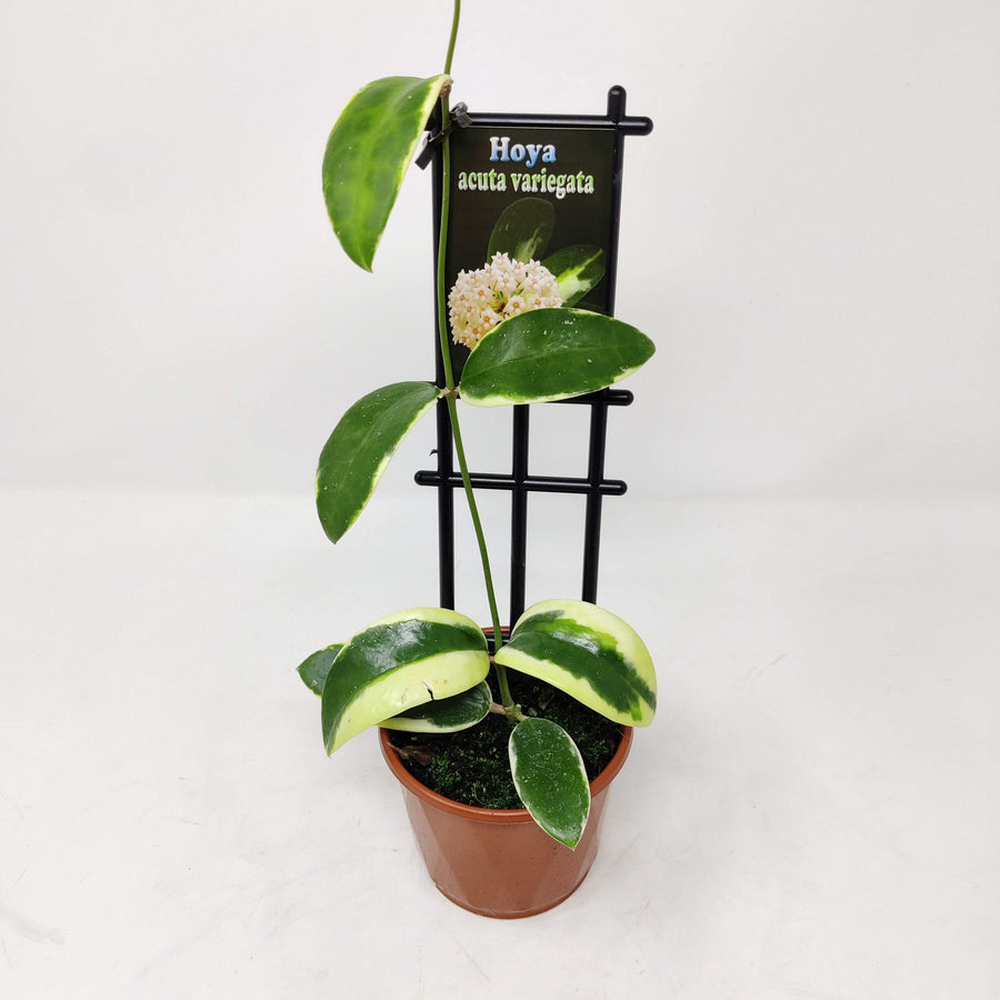 Hoya - Acuta variegata