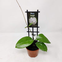 Hoya - Fungii 10cm pot