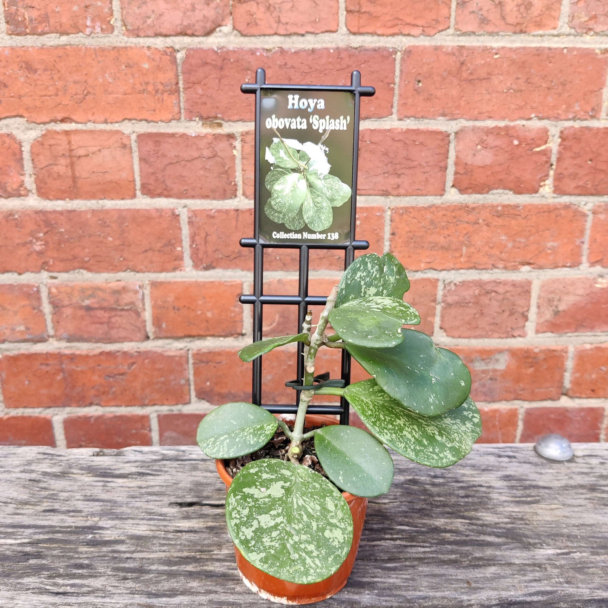 Hoya - Obovata &#39;Splash&#39; (no. 138) - 10cm pot