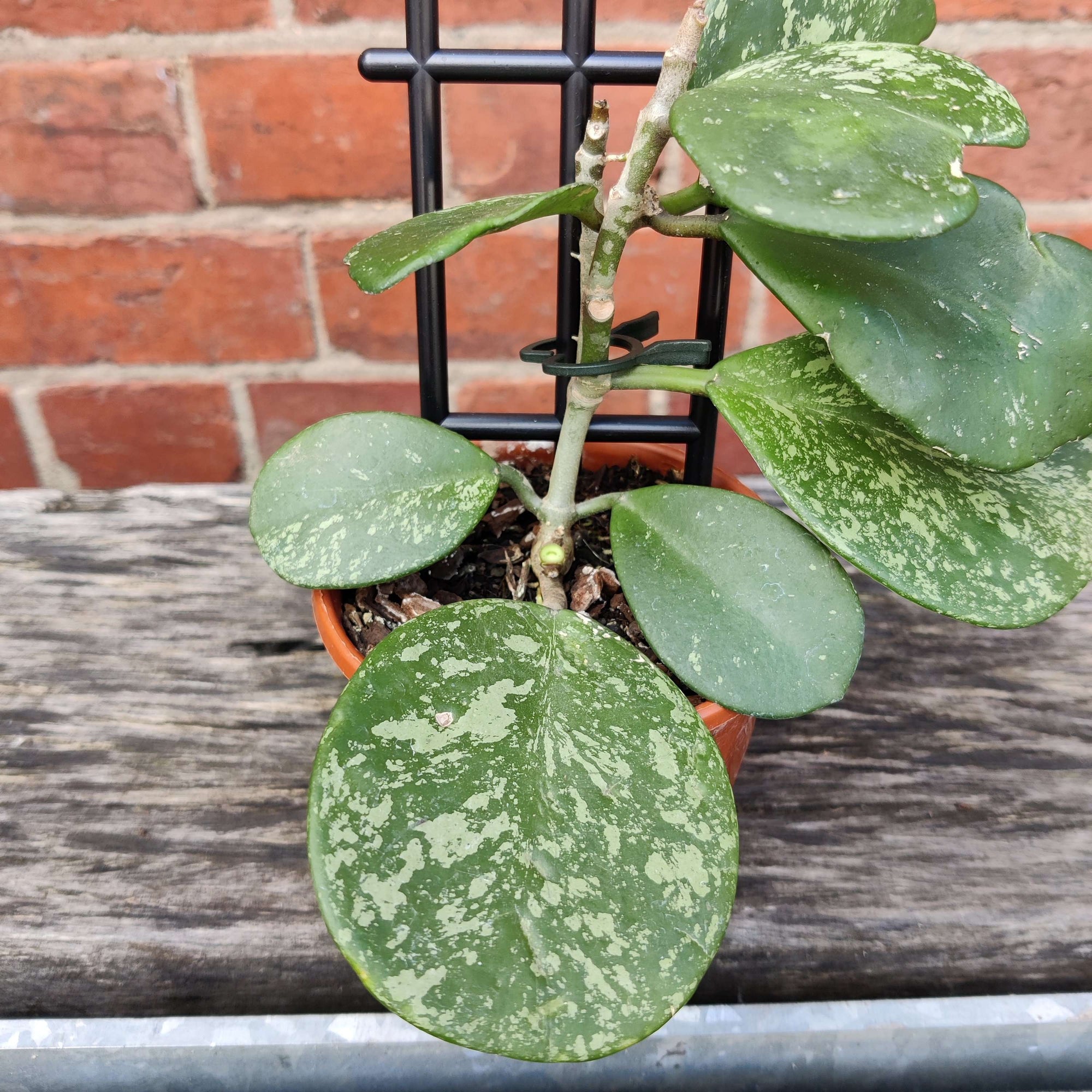 Hoya - Obovata &#39;Splash&#39; (no. 138) - 10cm pot