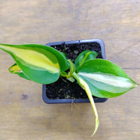 Baby Plant - Philodendron Brasil - 7cm Pot