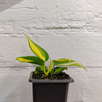 Baby Plant - Philodendron Brasil - 7cm Pot