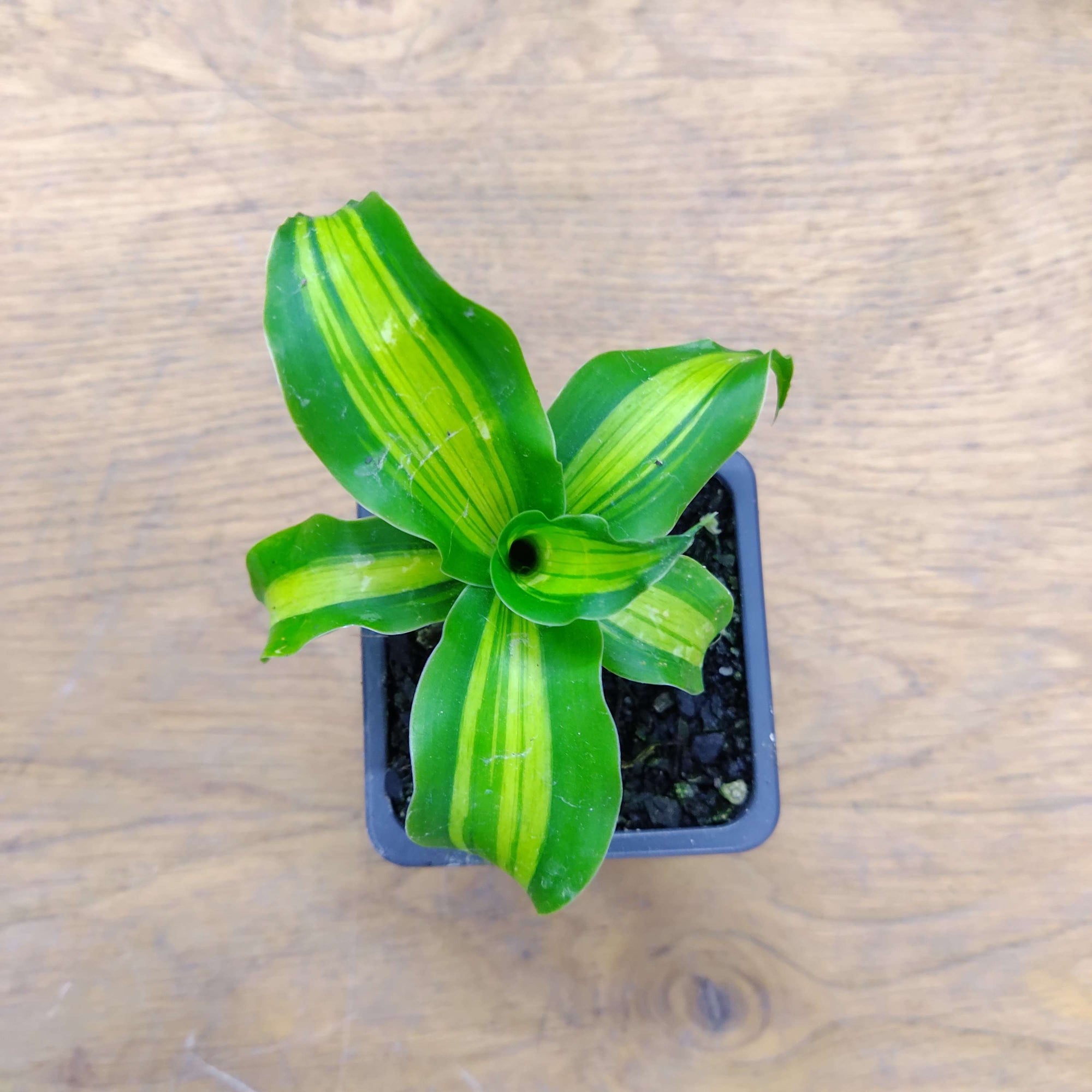 Baby plant - Happy Plant - 7cm pot