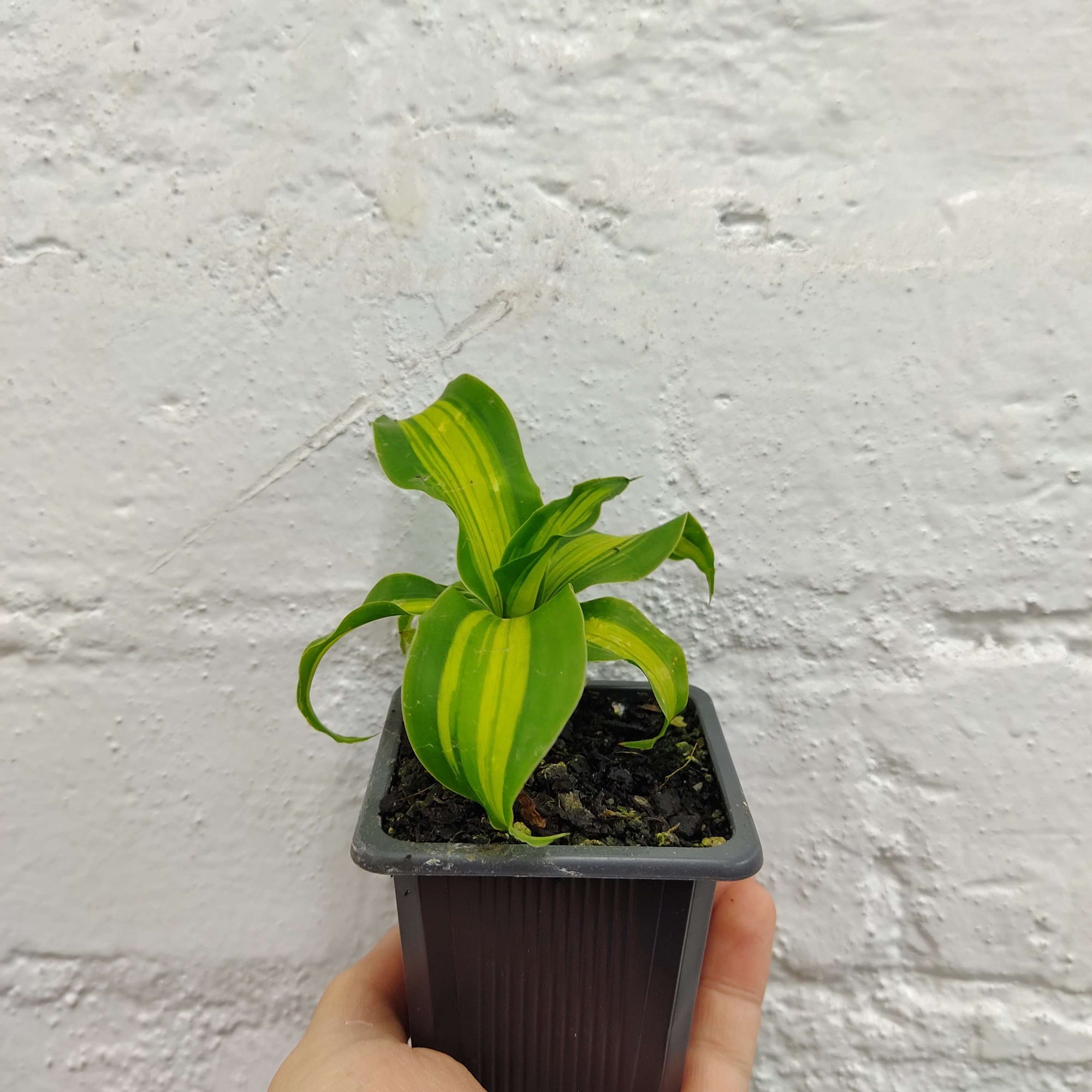Baby plant - Happy Plant - 7cm pot